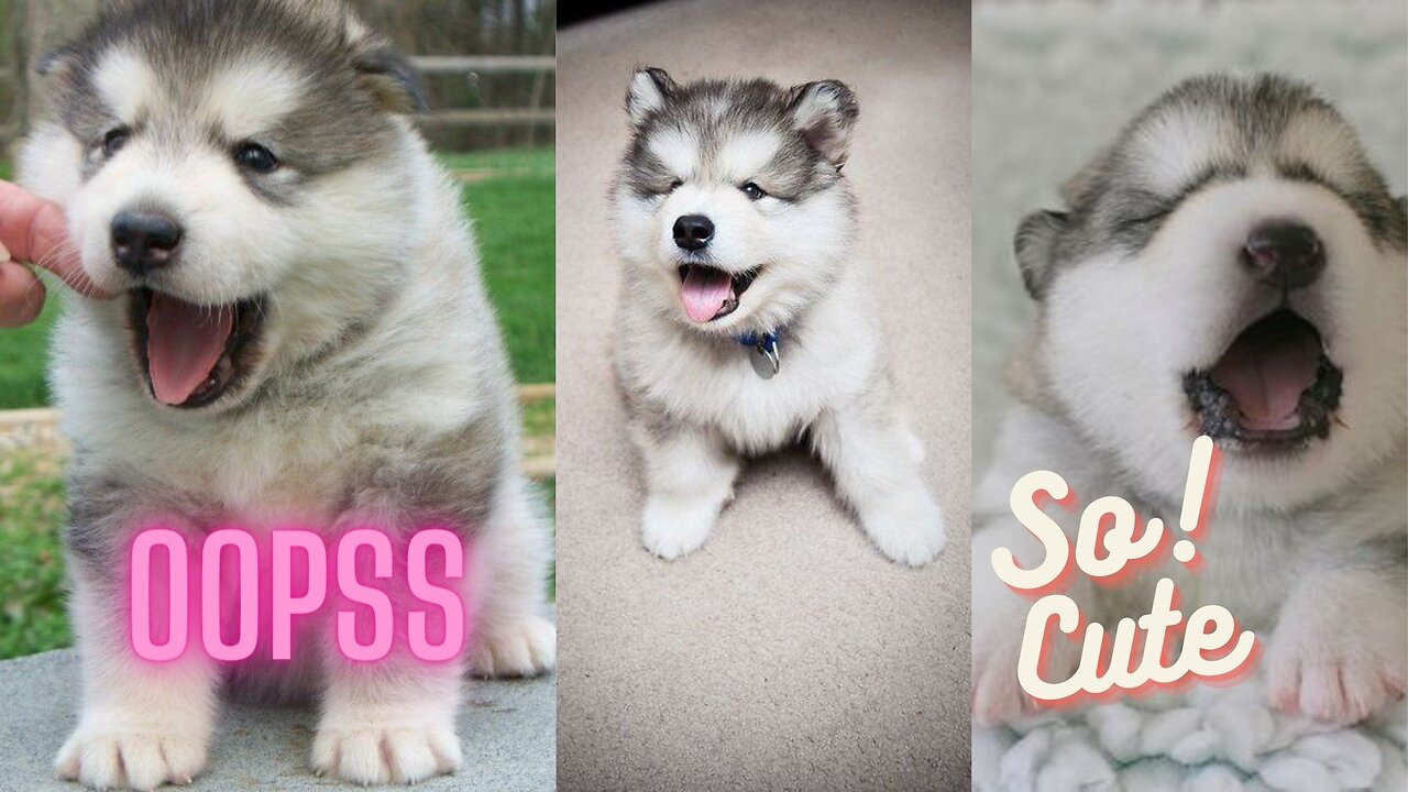 Baby Alaskan Malamute Cutest and Funniest Moments New Compilation 😍 😍 😍