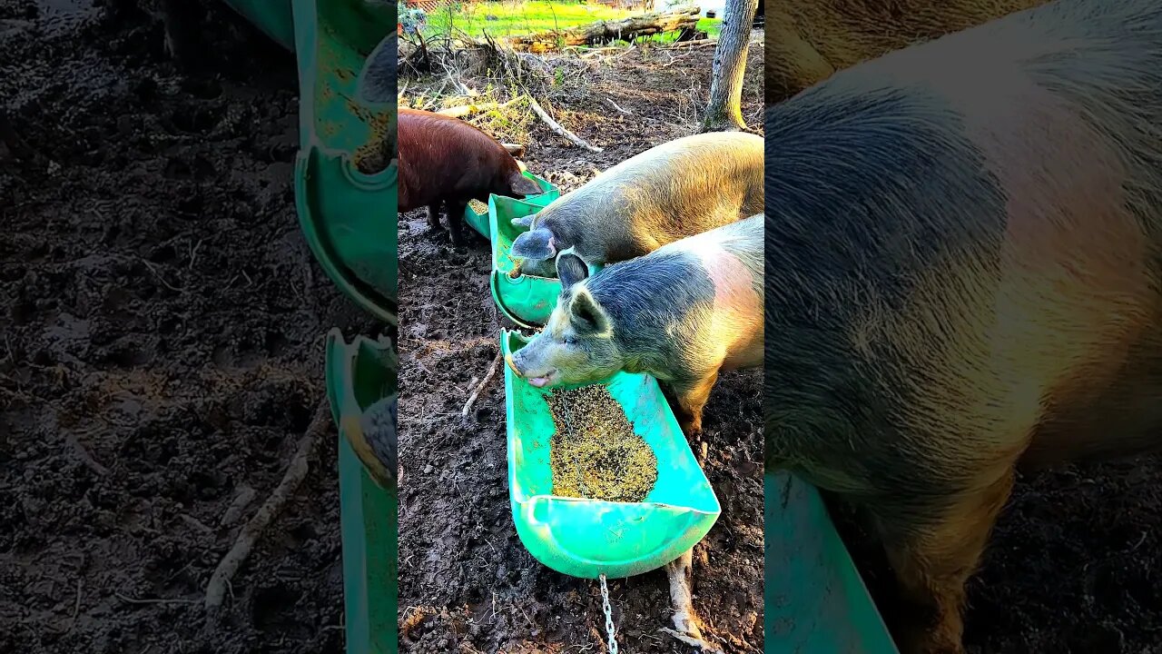 Pigs Eating on a Colorful Morning @UncleTimsFarm #kärnəvór #carnivore #shorts #pigtalk