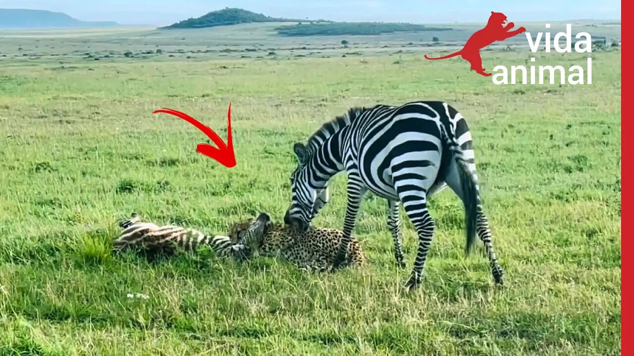 ZEBRA MORDE E DA COICES EM CHITA PRA SALVAR FILHOTE - VIDA ANIMAL