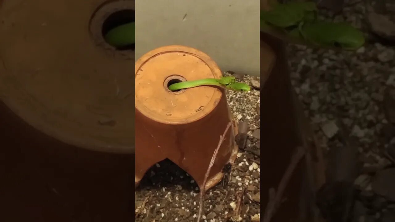 A ROUGH GREENSNAKE (10/05/23)