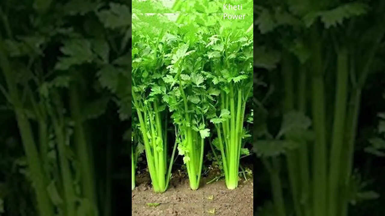 How to prepare the spice by growing coriander? | धनिया उगाकर मसाला कैसें तैयार करते है ? Kheti Power