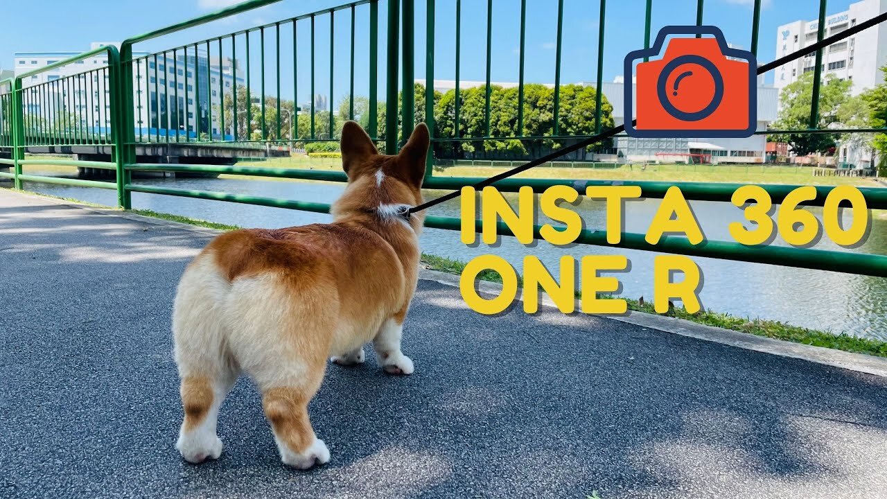 Shinji The Corgi- Insta 360 One R with Corgi 4K