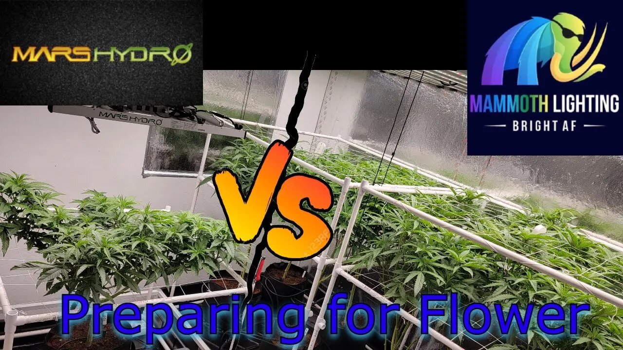 MarsHydro & Mammoth Lighting - Prep Before Flip to Flower - Cheap LED Expensive LED