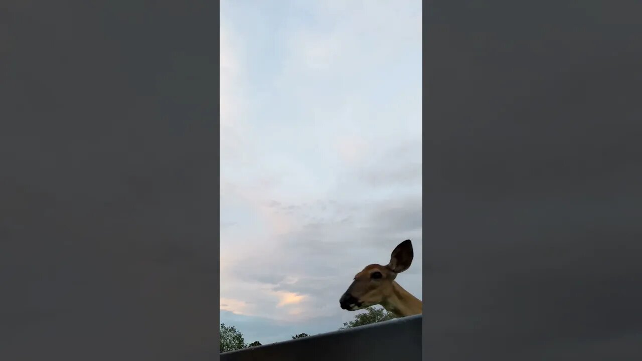 Camera-shy deer