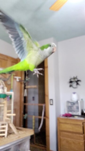 Amazing parrot in slow motion flight
