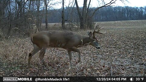 Nice buck