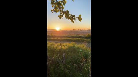 Lilacs At Sunrise