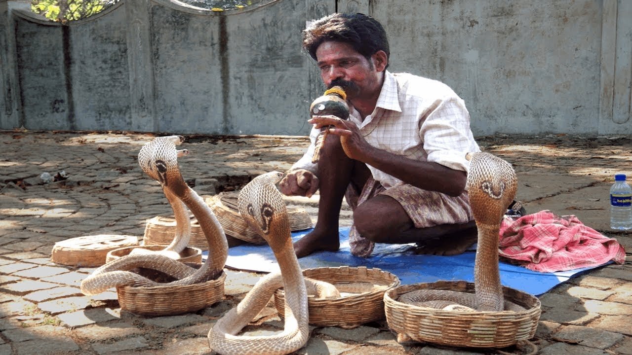 Snake Dance With Sound