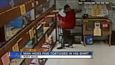 West Allis Police searching for tortoise thief