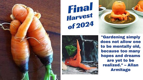 Oct 27th Update ~ Final Harvest of 2024