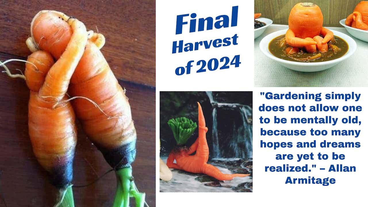 Oct 27th Update ~ Final Harvest of 2024