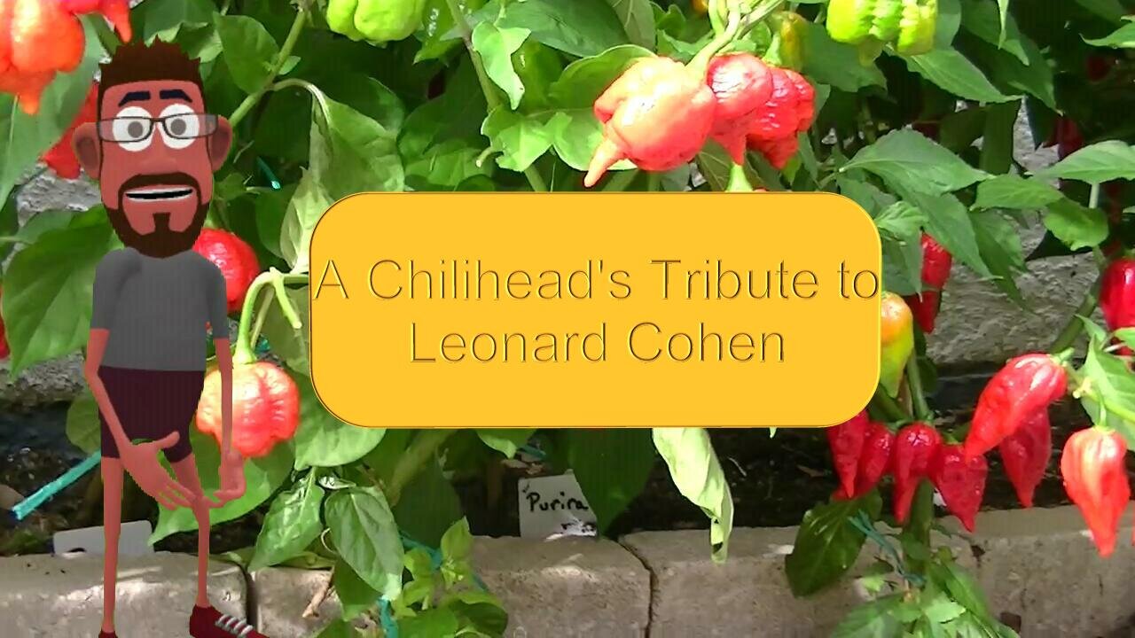 "Habanero" - A Chilihead's Tribute to Leonard Cohen