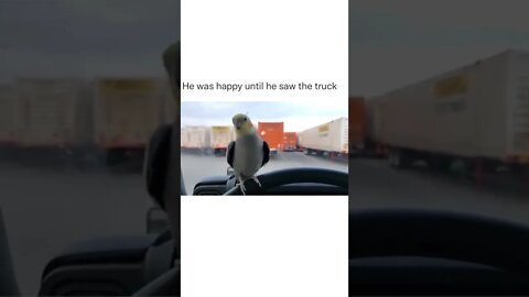 Just wait for the end. It is worth it😂👌 #shorts #shortsvideo