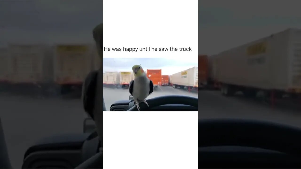 Just wait for the end. It is worth it😂👌 #shorts #shortsvideo