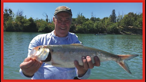 SACRAMENTO RIVER FISHING | American SHAD at FREEPORT