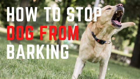 How to stop dog from barking