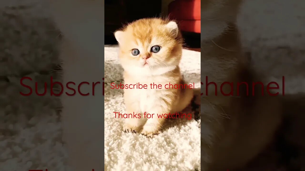 Cute little kitten #entertainment #youtube #youtubeshorts #youtuber