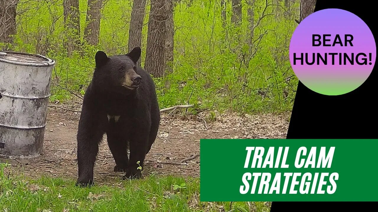 Trail cam strategies from a Bear Hunting Guide