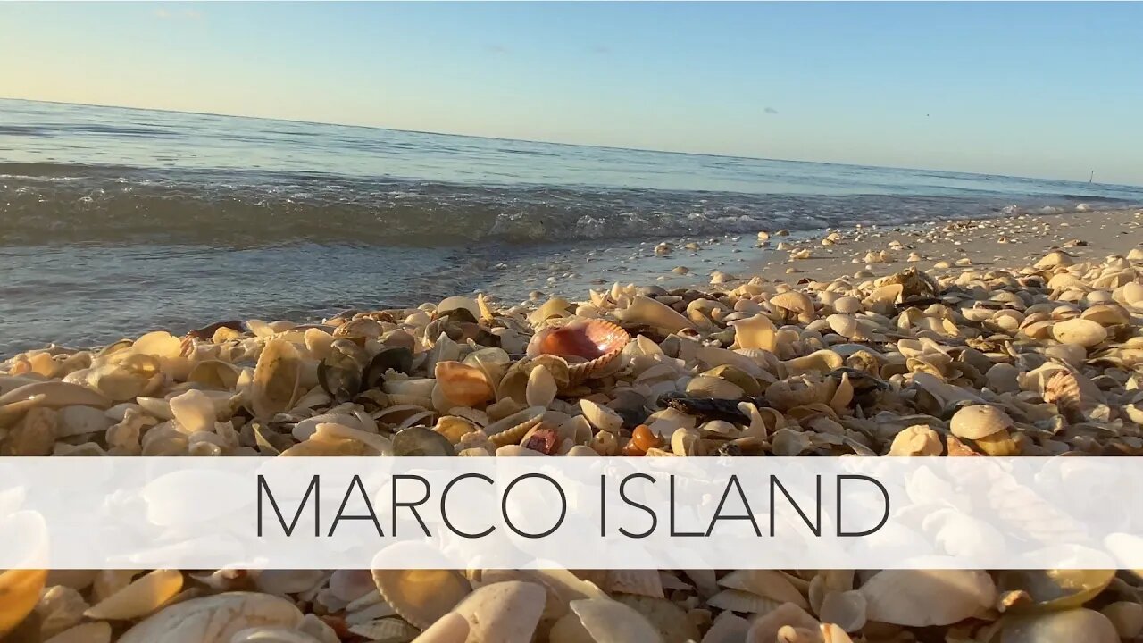 Marco Island Shelling. Low tide shelling for beach treasures that you can only get to at low tide.