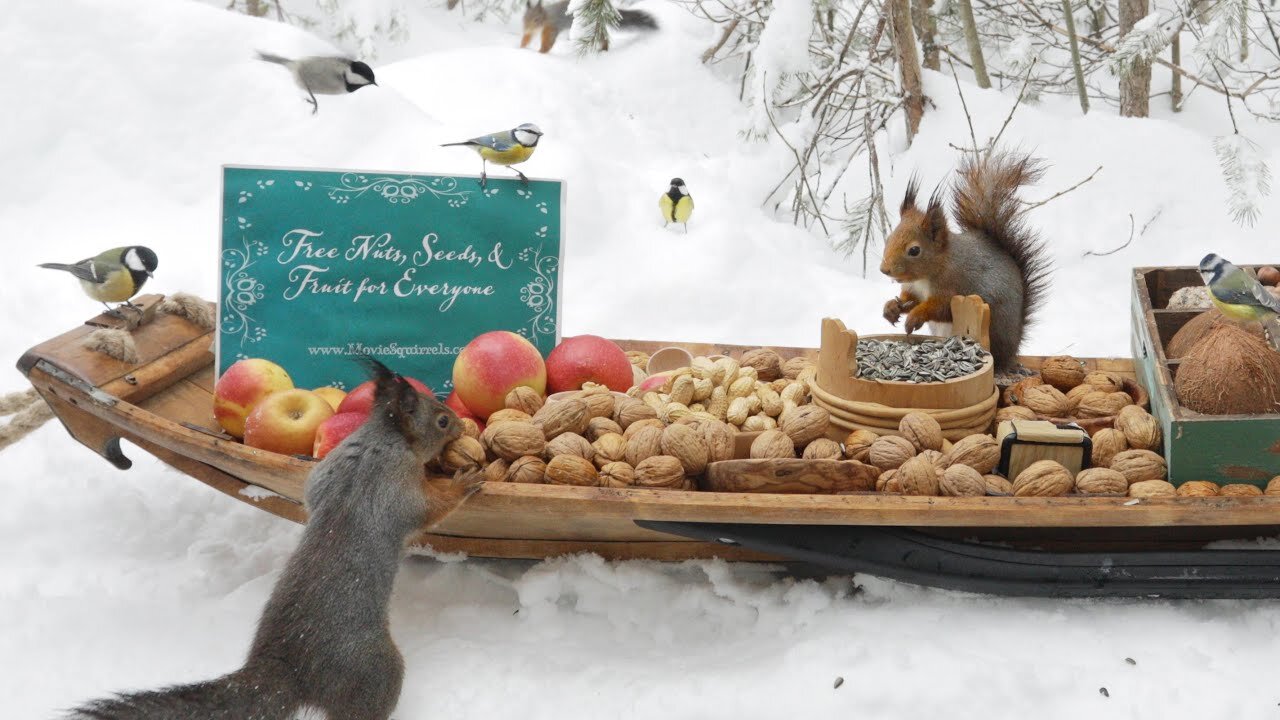 squirrel looking for food