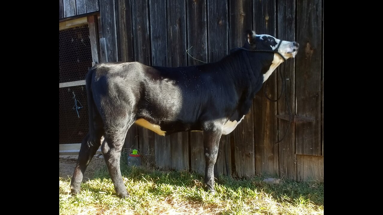 Halter Breaking A Calf - (part one) some basic steps