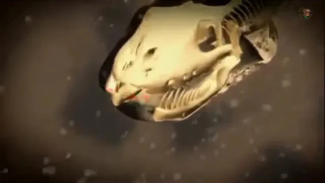 SELVAS DUBLADO!!! ANIMAIS SELVAGENS PART 02