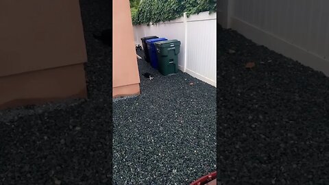 Part 4 the cat Chronicles
