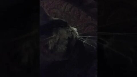 my cat has the answer but he refuses to tell me
