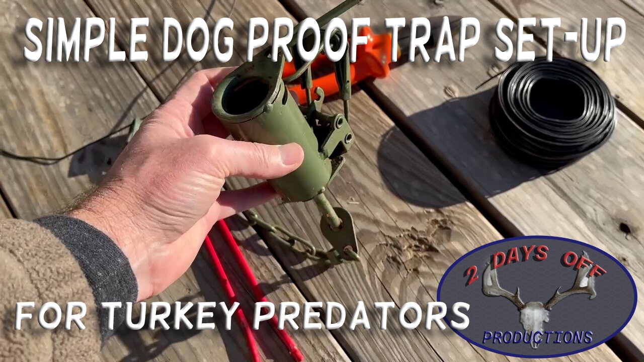 HOW TO SET SIMPLE DOG PROOF TRAPS FOR TURKEY PREDATORS.