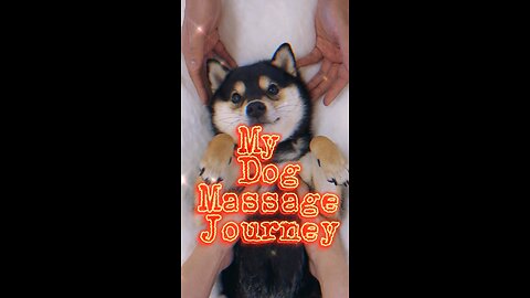 My Dag Massage Journey | Funny Animal Relief Relax