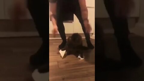 #cat #cats #funny #funnyvideos #funnyanimal #funnyanimals #funnymemes #mems #memes #catsoftiktok