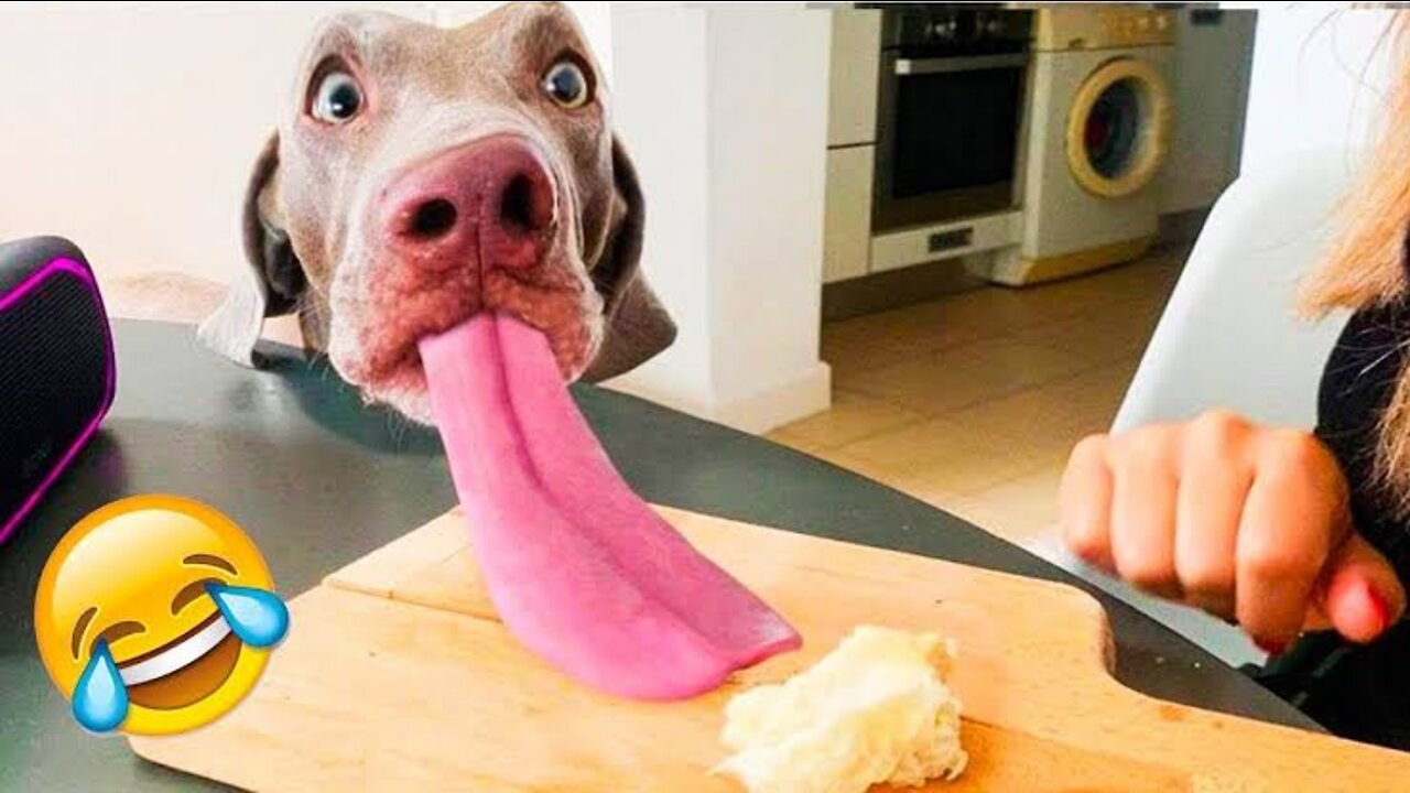 Unbelievable!!! Funny Dog Videos Try Not To Laugh 🦴🐕🐶✔️3