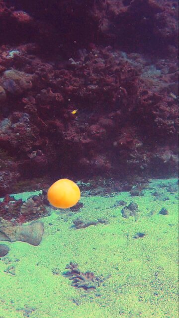 feeding fish an egg yolk!!