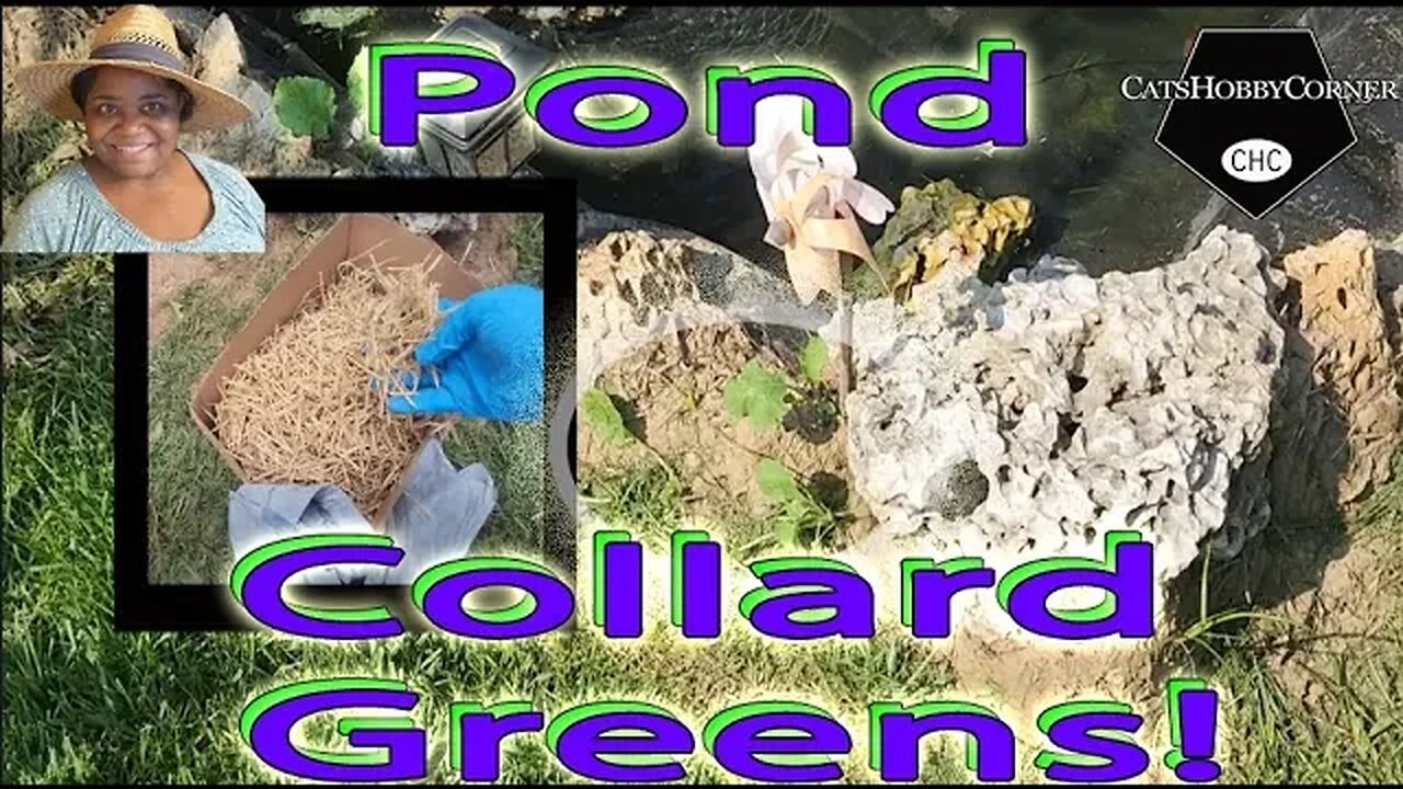 #garden #ponds With #collardgreens Vegetation #humor - #catshobbycorner