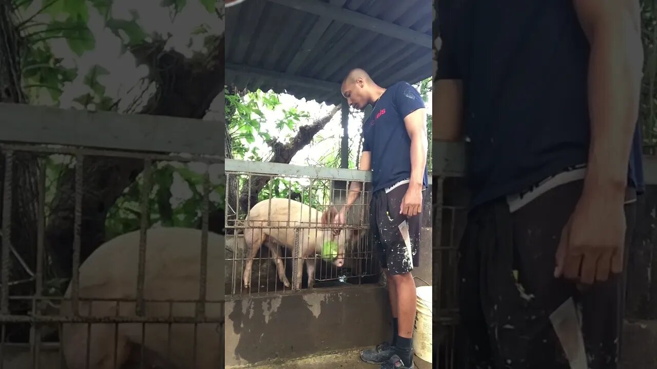 Peppa pig eats breadfruit