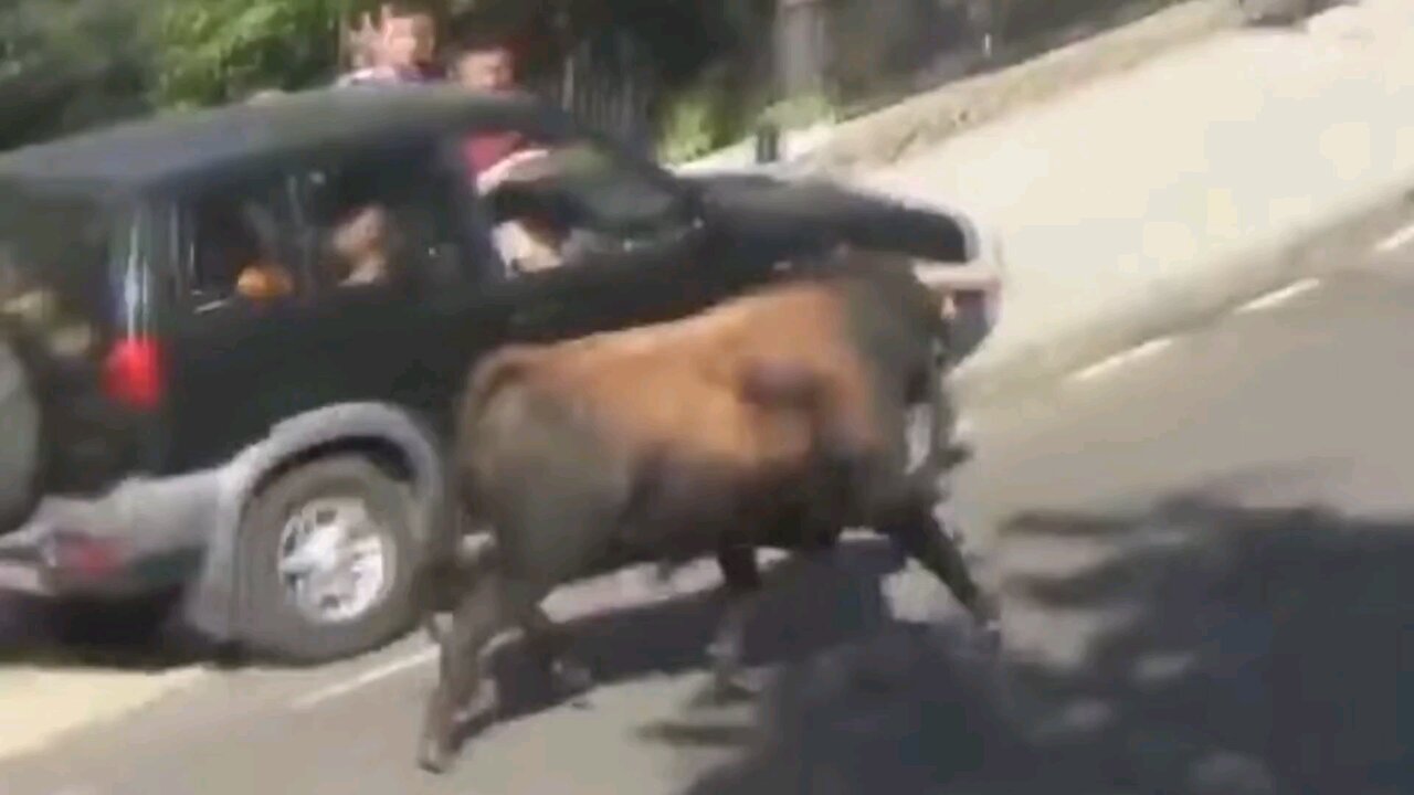 Funny_animal_videos_2024🤣😂😂#short # Car crash