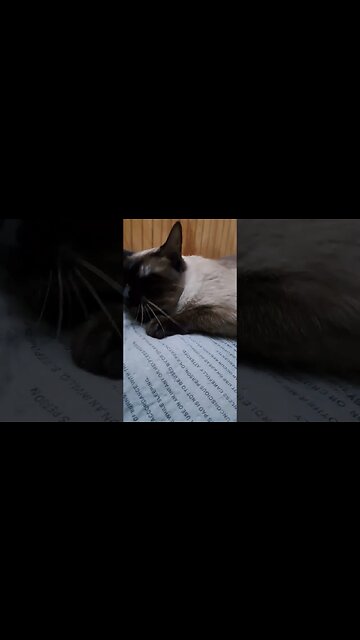 stocking up on love for a rainy day. #kittycat #viral