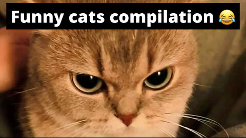 funny cats compilation 😹