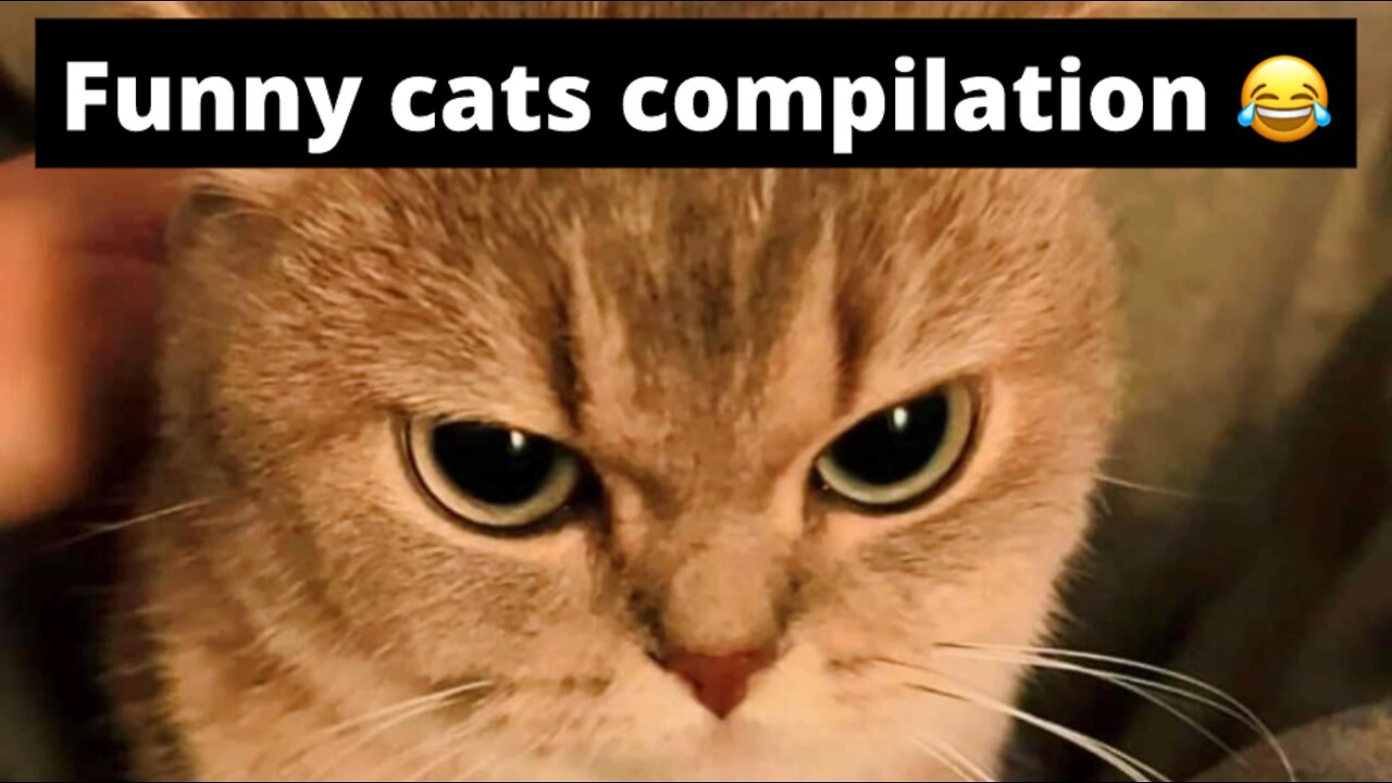 funny cats compilation 😹