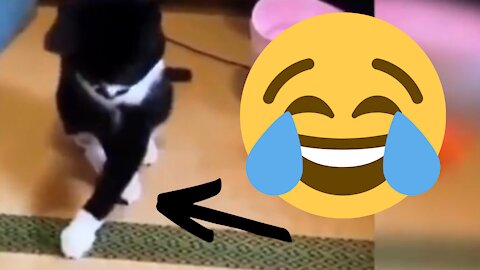 🐱 Funny Moments with Cats 😄