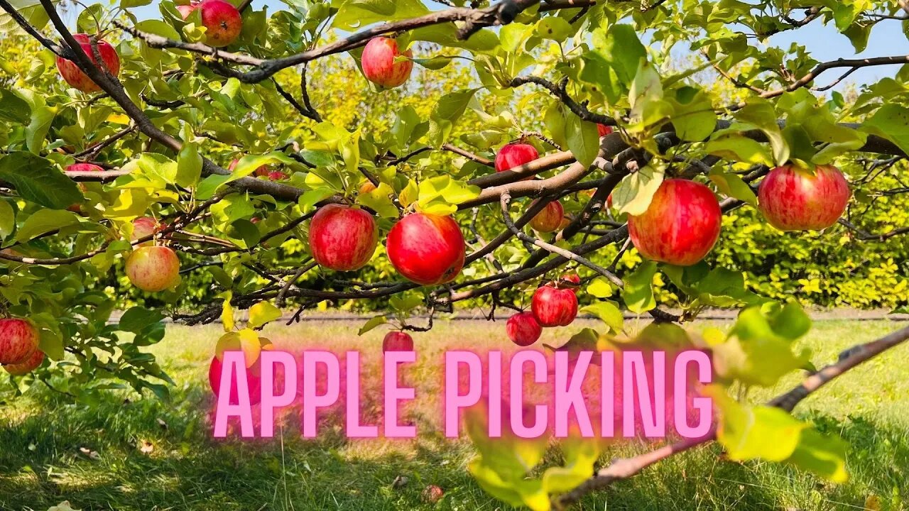 Apple Picking at Attracted2Apple (Fort Saskatchewan AB) l Jane Rayos #applepicking #upick