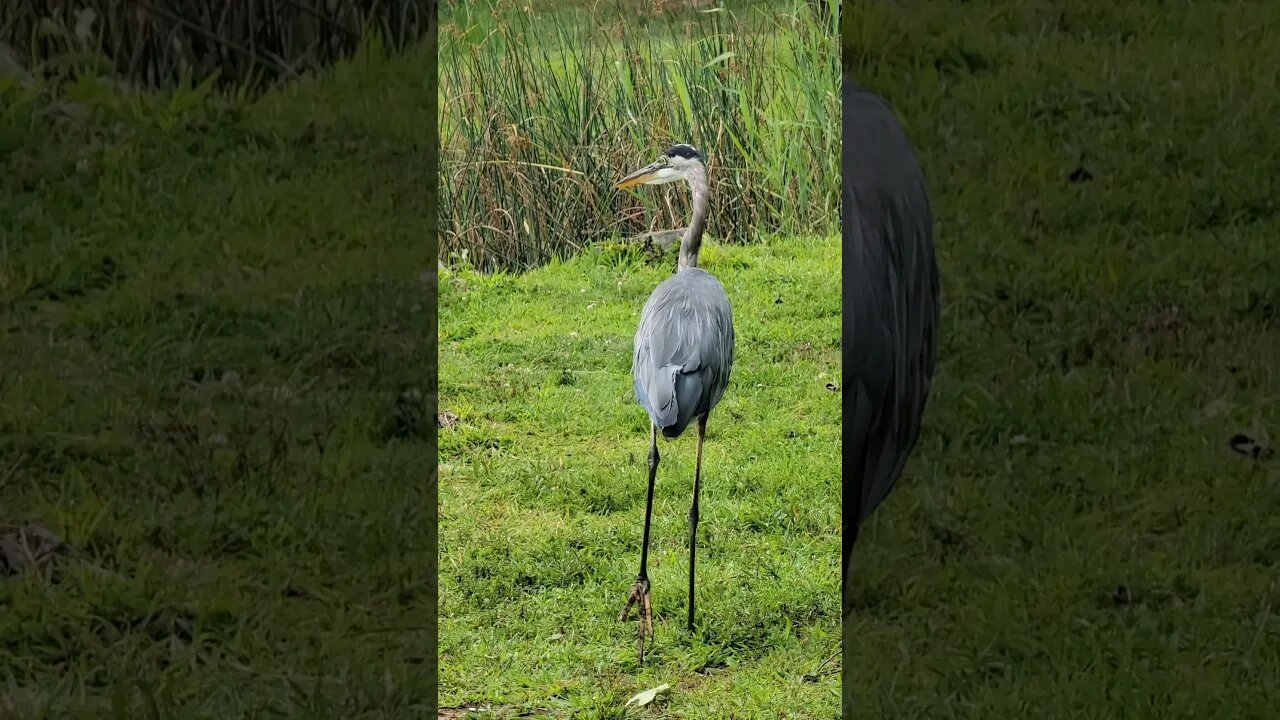 Blue Heron on lake #bird #blue #Heron #waterfowl #lake