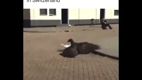Eagle kills drones