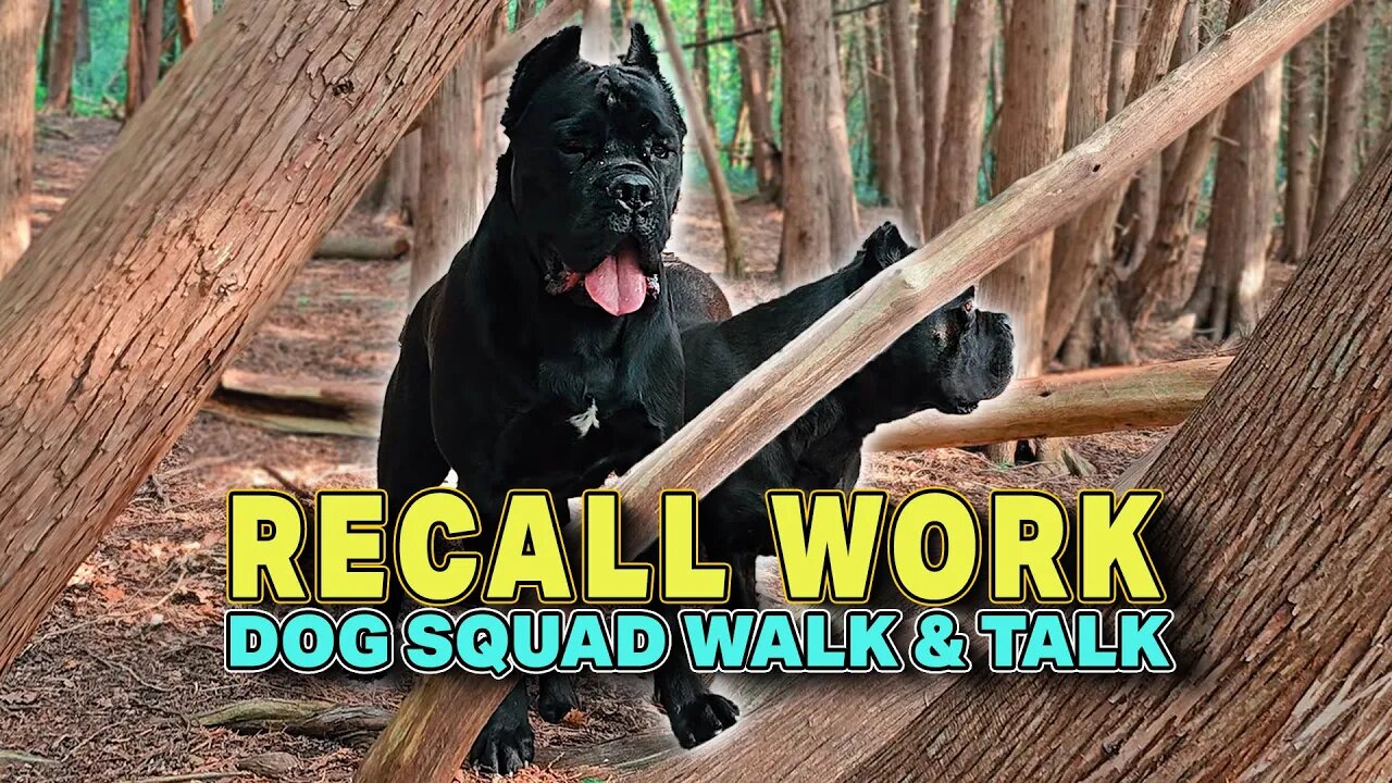 Cane Corso RECALL Work - Dog Squad Walk & Talk