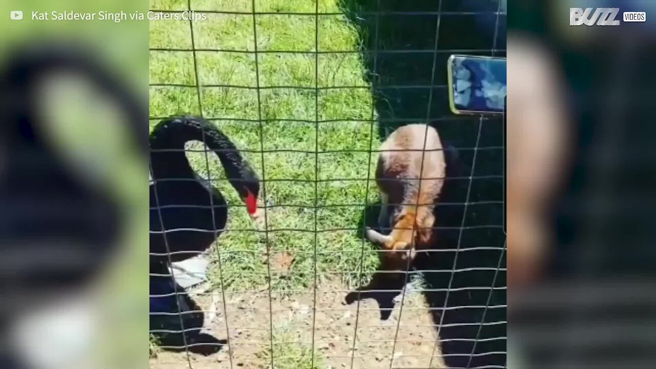 Cisne se revolta e ataca wallaby em parque