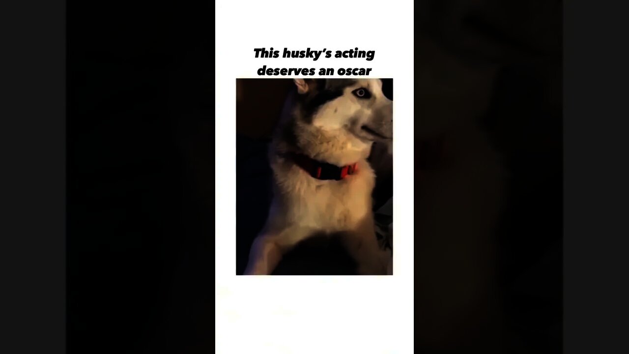 And the Oscar for best acting goes to..🐶😂😂