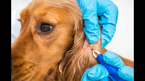 How to easily remove Ticks from a dog...