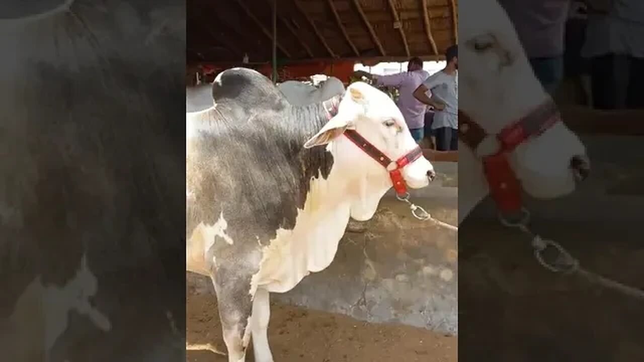 Cutest Black Bull on the Block | Prepare to Be Charmed! #cattlefarm #bull #animals