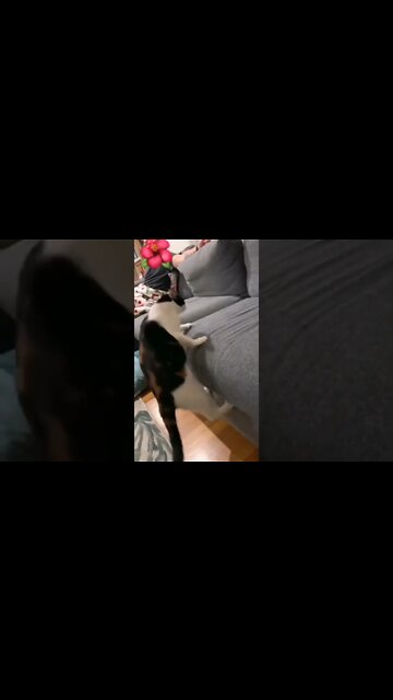 Funny cats #shorts #youtubeshorts #cutecat By | Persian Cats Zone 😸#funnnycat #funnycatvideos