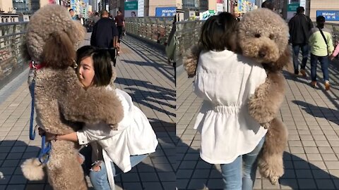 Gigantic Fluffy Poodle Dogs Love Being Carried Everywhere 2021
